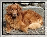 Kamienia, Golden Retriever, Piesek